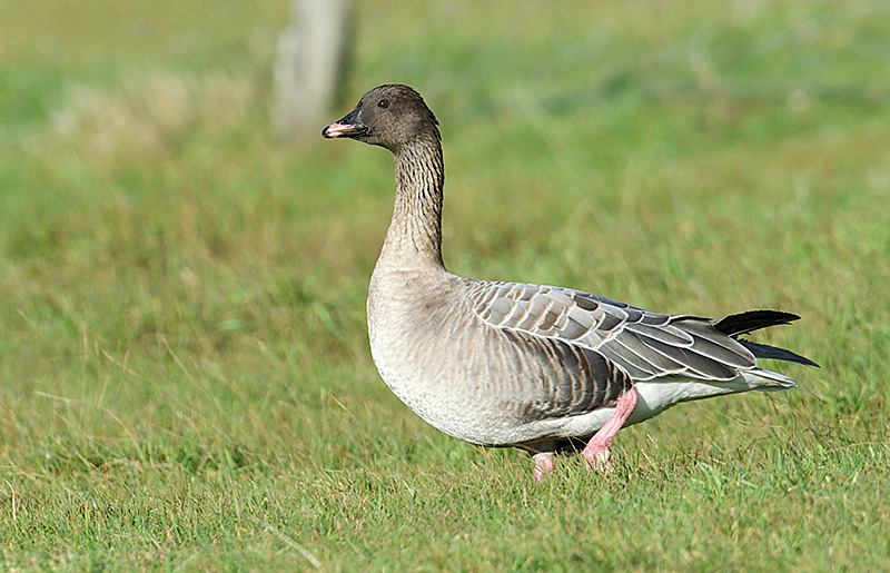 Kortnebbgås - Pink-footed Goose (Anser brachyrhynchus).jpg